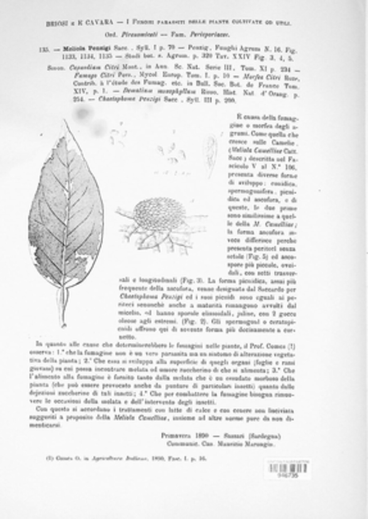 Phaeosaccardinula penzigii image